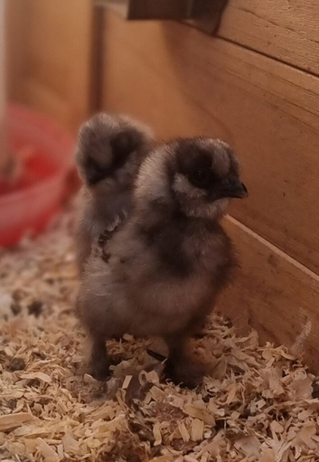 Day old silkies unsexed great as pets or for broody hens