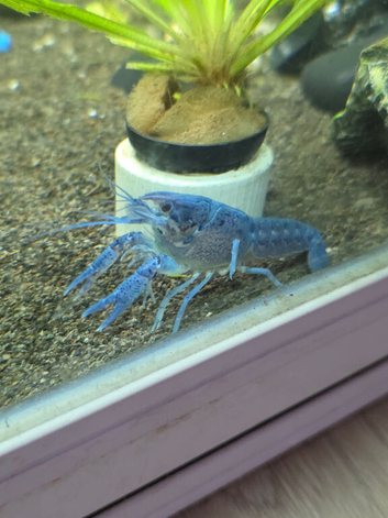 2 Blue Crayfish
