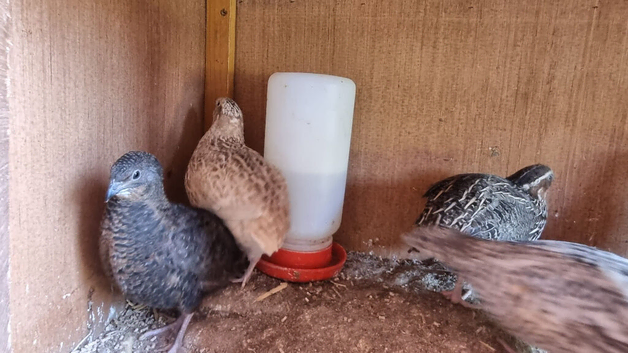 Quail
