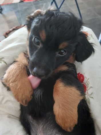 2 out of 3 boys still looking for new homes