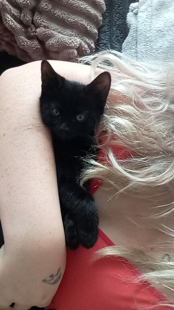 Male and female kitten 8 weeks ready to leave