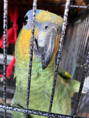 Amazon green for rehoming