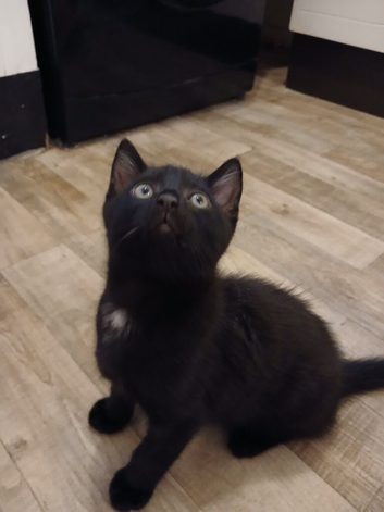 4 kittens for sale