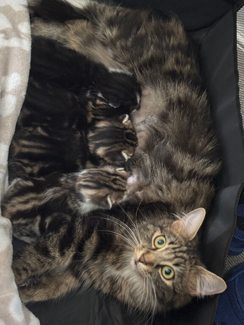 Kittens for sale