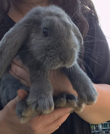 Two male french lop giants