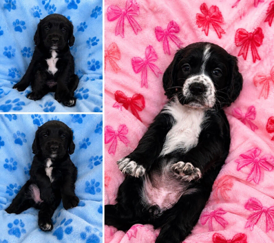 Sprocker pups