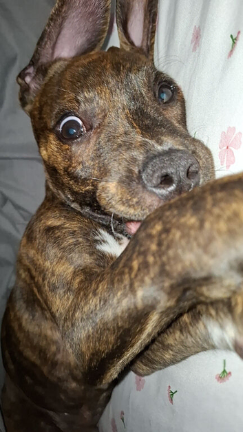 Milo