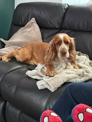 Cocker spaniel for STUD