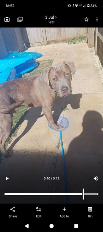 Gentle giant staff x cane corso