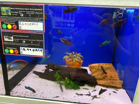Female Bettas (Betta splendens)