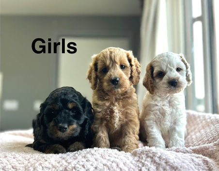 Adorable puppies now ready to find there family&rsquo;s