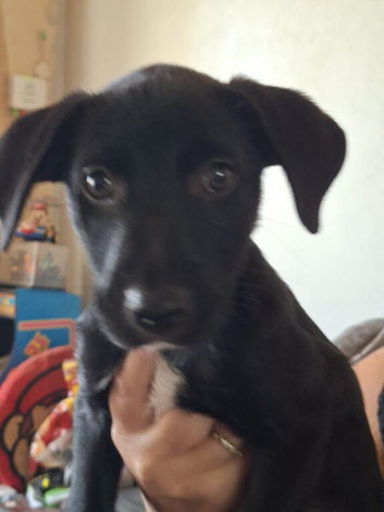 Patterdale X Welsh collie