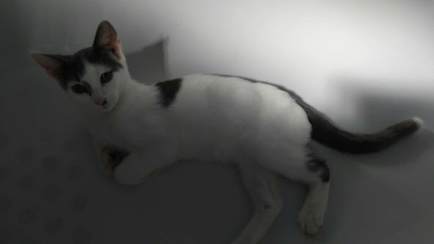 12 week old kitten