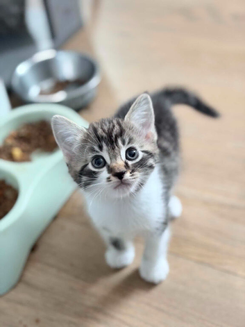 6 playful kittens ..ready 10th june