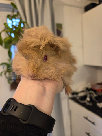 Beautiful honeycomb Peruvian baby boy