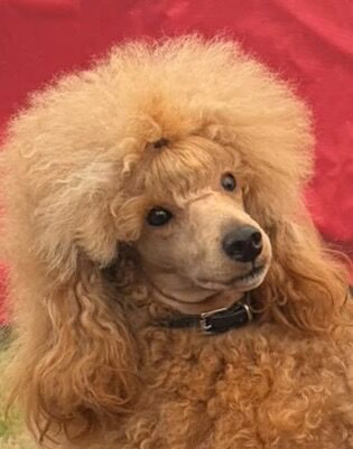 Toy Poodle Stud Dog