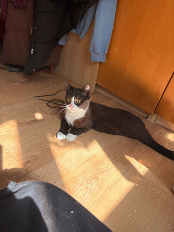 Kitten