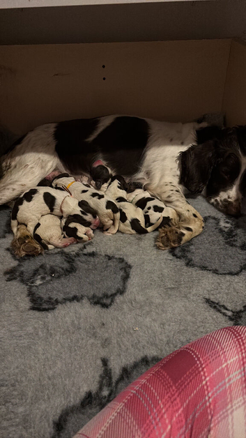 Springer Spaniel Puppies