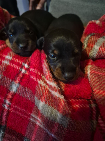 Beautiful black and tan dachshund babys