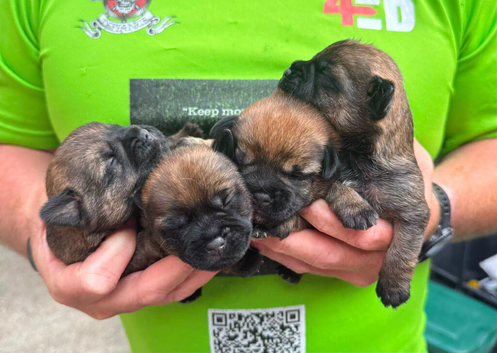 Kc reg border terrier  puppies