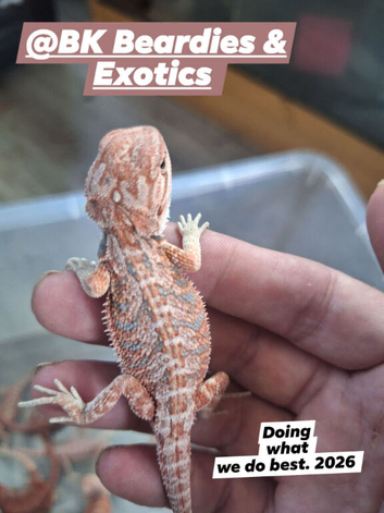 High end bearded dragons at pet prices