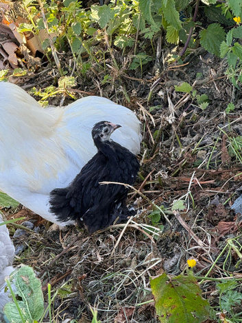 Black mottled Pekin pullet