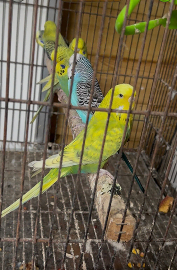 Young Budgies for sale