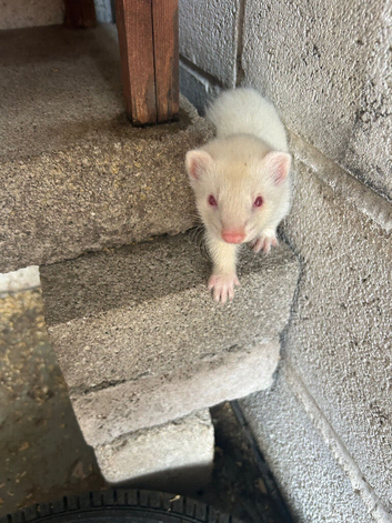 Albino Ferrets