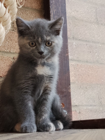 Kittens ready for their new home