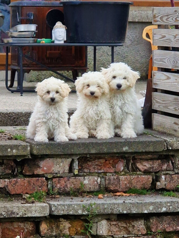 Bichion pups