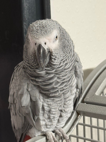 African Grey with Cage | Very Talkative