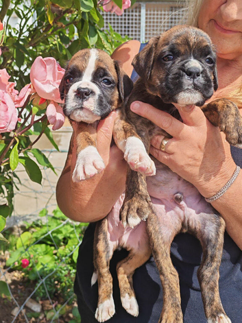 Boxer puppies  KC REG