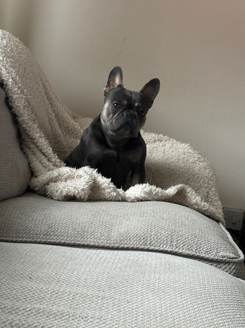 French bulldog