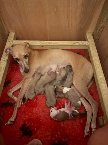 Kc Whippet pups
