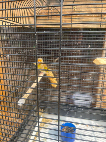 Goldfinch mule cock