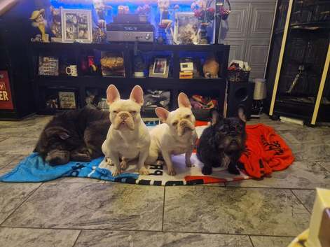 French Bulldog dog