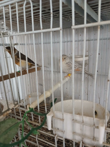 Canariez pair for sale