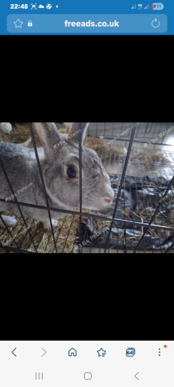 Adorable and very friendly rabbit looking for a loving new home. ️