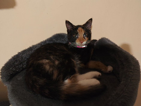 kittens