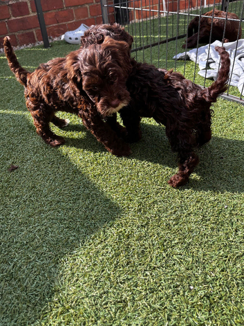 1 Chocolate cockapoo girl available