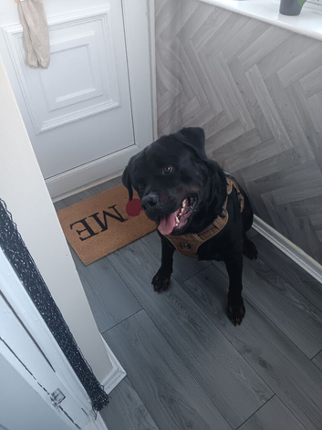 3 year old rottweiler male for sale