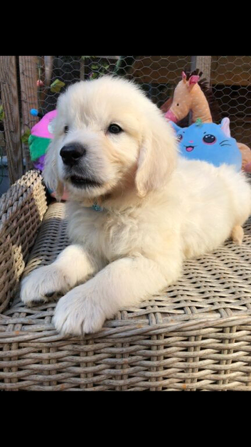 Ready now Golden Retriever pups