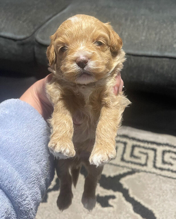 Pomapoo puppies ready for new homes 22/10/2026