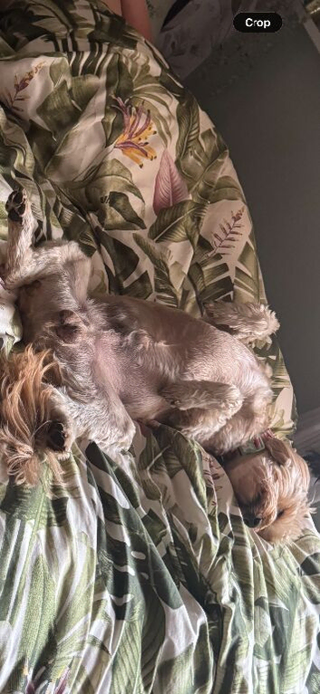 cockerpoo/ golden doodle cross  puppies 8 weeks old last saturday all boys 3 x black 2 x mearle