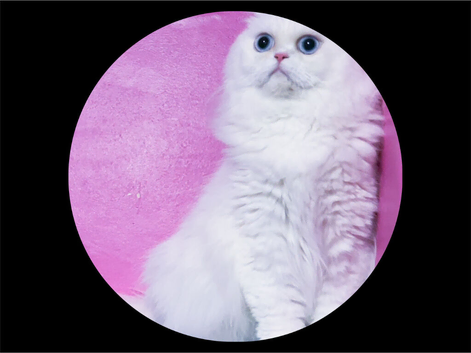 Gorgeous girl 6yo vaccinated, neutered pure white blue eyes