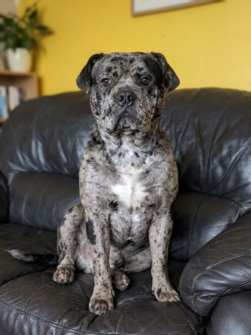 Chow chow x French bulldog