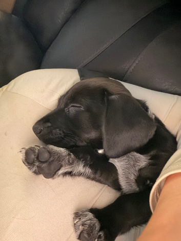 Sprocker pups for sale
