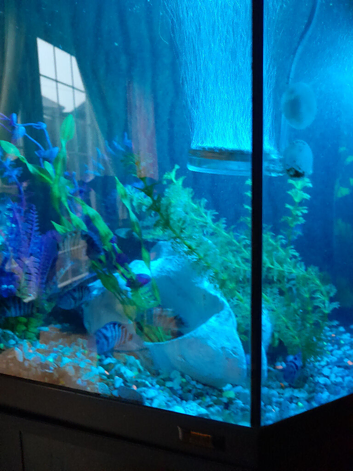 Convict Cichlids x6