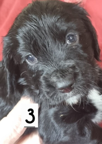 Kc cocker spaniel puppies