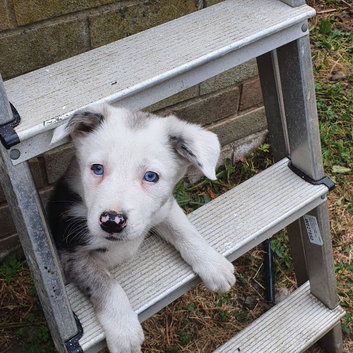 Border collie pups for sale